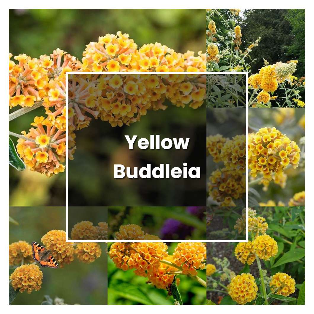 How to Grow Yellow Buddleia - Plant Care & Tips