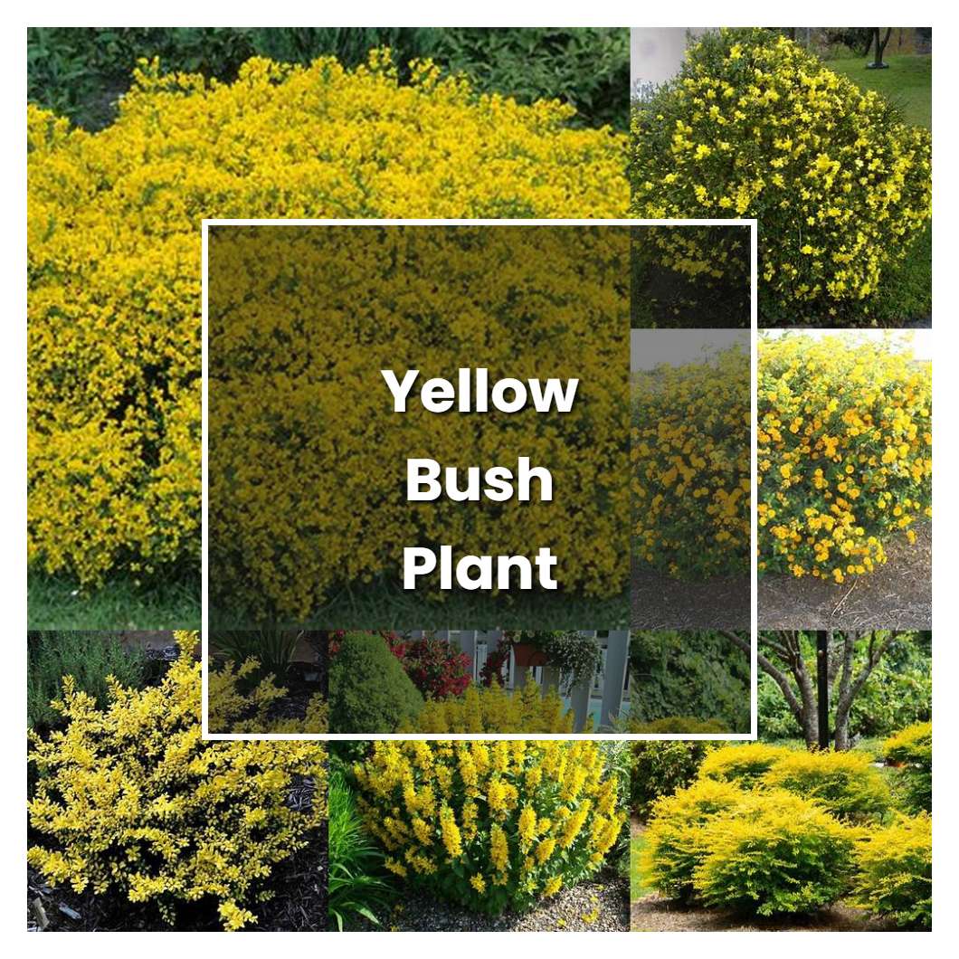 How to Grow Yellow Bush Plant - Plant Care & Tips