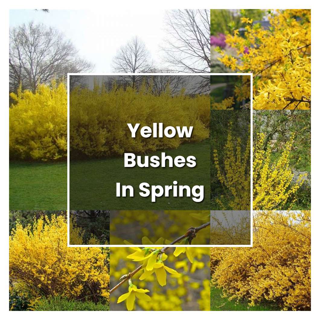 How To Grow Yellow Bushes In Spring Plant Care And Tips Norwichgardener 7940