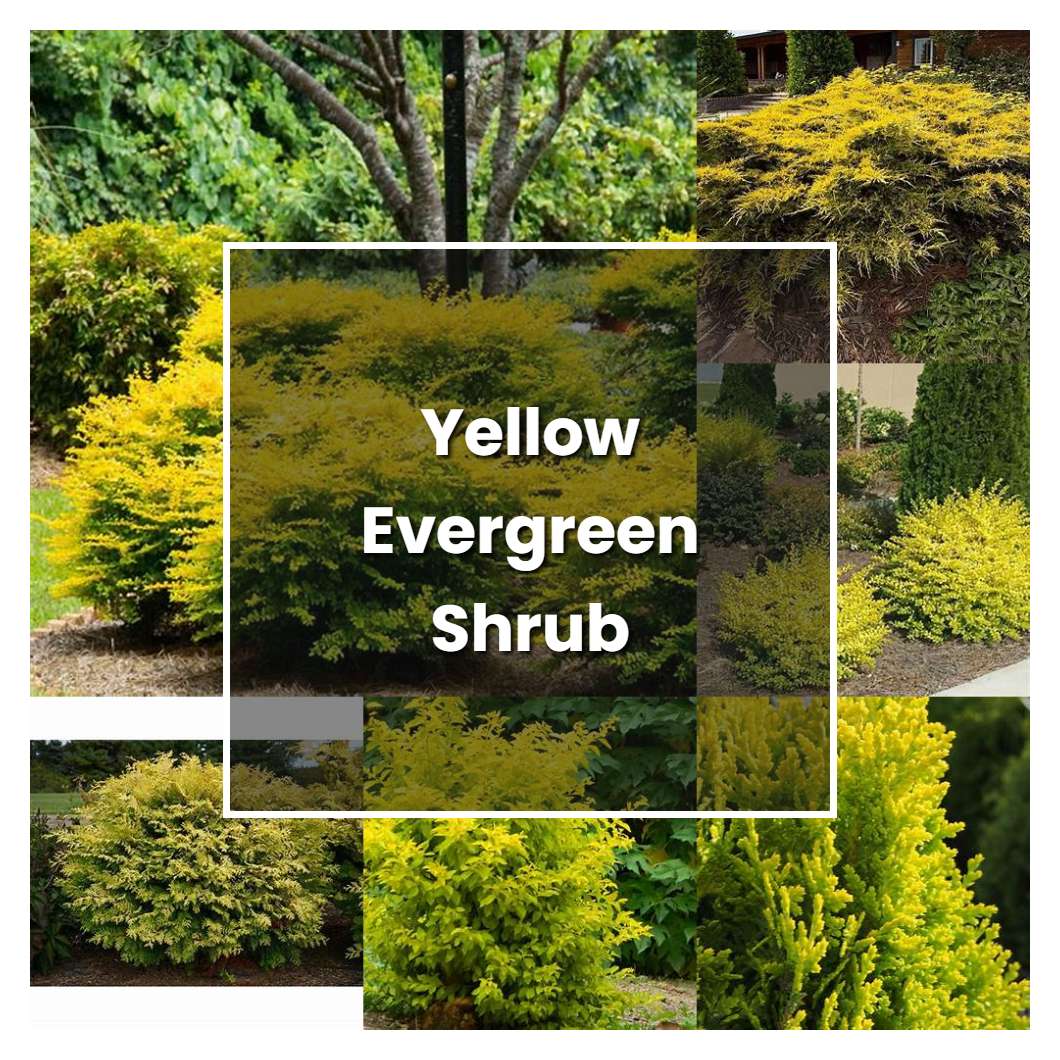 How to Grow Yellow Evergreen Shrub - Plant Care & Tips