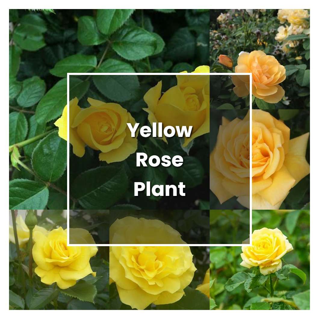 Yellow Rose Lawn Maintenance