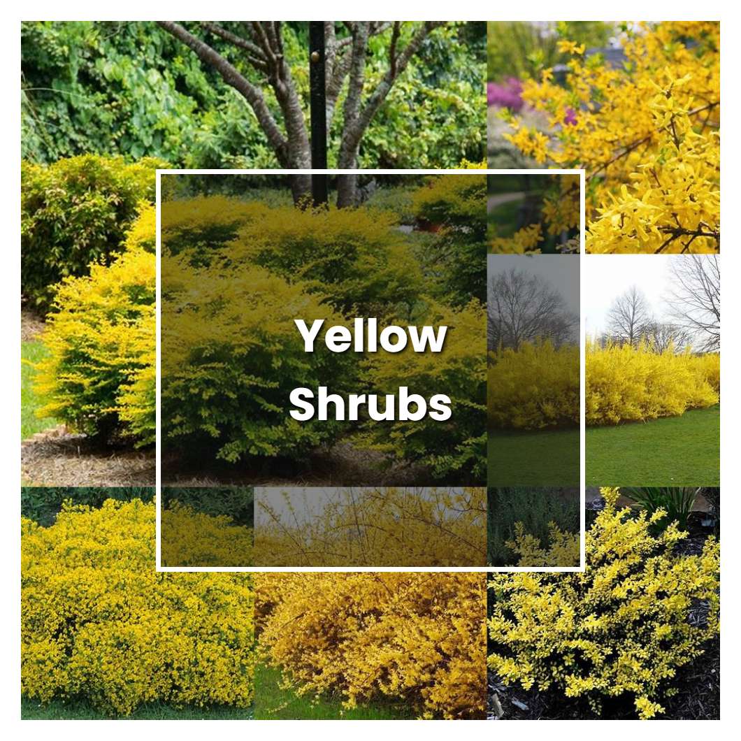 How To Grow Yellow Shrubs Plant Care And Tips Norwichgardener 8882